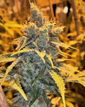 Cherry White Regular Seeds