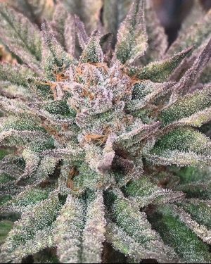 Crypto Regular Seeds