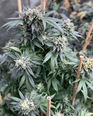 Midnight Special Regular Seeds