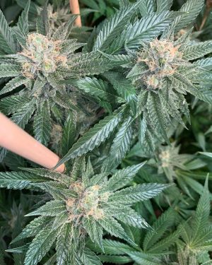 New Order (Gas Line) Regular Seeds