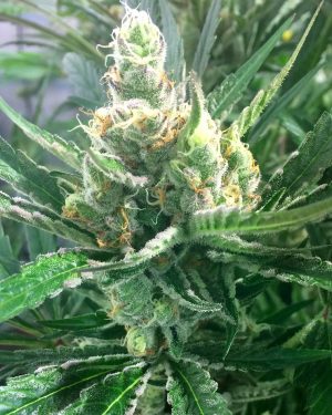 Pink Lemon-Aid Regular Seeds
