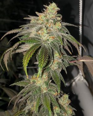 Sour Garlic Bud Regular Seeds