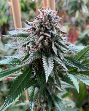 Super Petrol Regular Seeds
