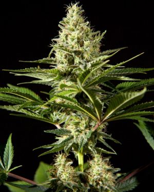 Black Bomb Feminised Seeds
