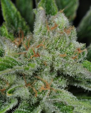 Ghost Train Haze #1 Feminised Seeds