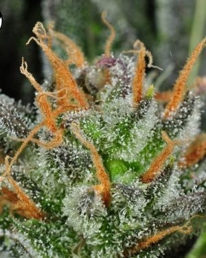 Karma Bitch Feminised Seeds