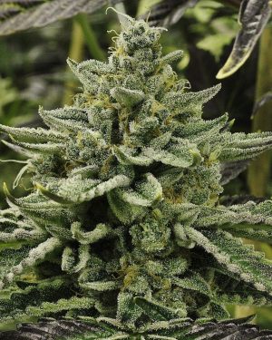 Longs Peak Blue Regular Seeds
