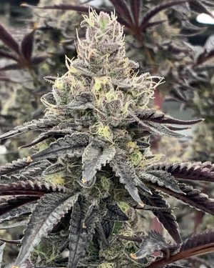 Luv Muffin Feminised Seeds