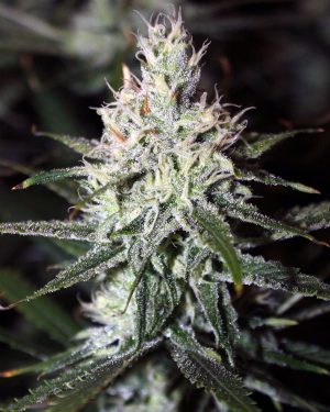 Moonshine Haze Regular Seeds
