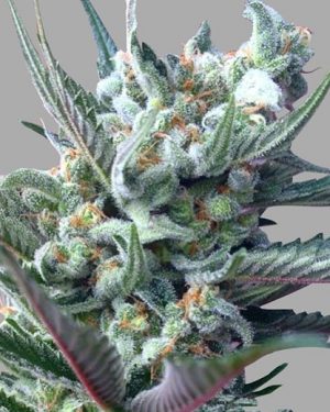 Moonshine’s Ghost Train Feminised Seeds