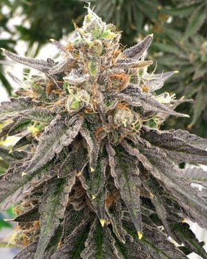 Mouse Trap Regular Seeds