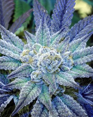 Night Terror OG Regular Seeds