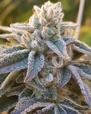 Pamelina Regular Seeds
