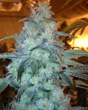 Rug Burn OG Regular Seeds