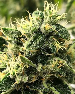 Scavenger’s Daughter Regular Seeds