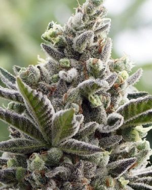 Scott’s OG Regular Seeds