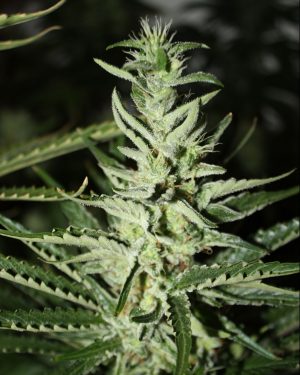 Somali Taxi Ride Regular Seeds
