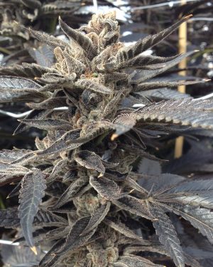 Star Killer Feminised Seeds