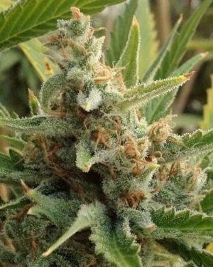 Tangerine Kush Regular Seeds