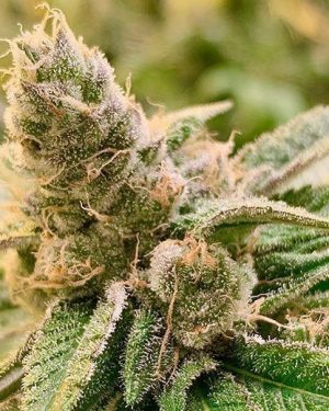 Tangerine Somali Regular Seeds