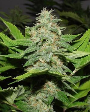 Walker Kush Regular Seeds