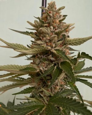 Banana Loaf Feminised Seeds