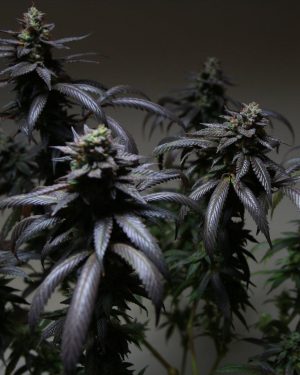 Blue Sherbert S1 Feminised Seeds