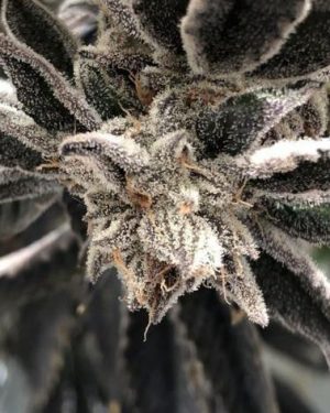 Punch The Cake Feminised Seeds
