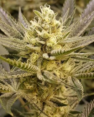 Sorbet Feminised Seeds