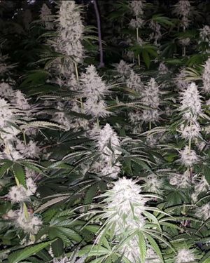Spumoni Feminised Seeds