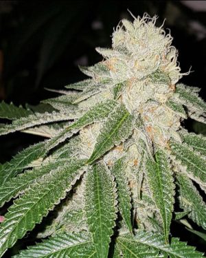 Sunlato aka Currylato Feminised Seeds
