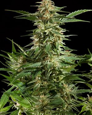 Lemon Auto CBD Feminised Seeds
