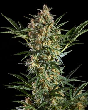 Sleepy Yoda Auto Feminised Seeds