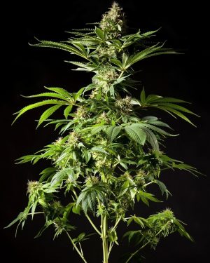 Tropimango Feminised Seeds