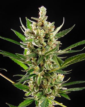Wedding Cake Auto Feminised Seeds