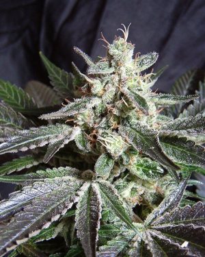 Black Jack Feminised Seeds