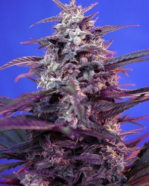 Bloody Skunk Auto Feminised Seeds