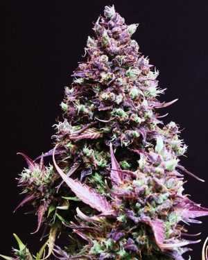 Cream Caramel Auto Feminised Seeds