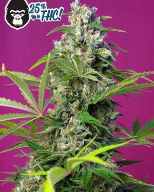 Gorilla Girl Feminised Seeds