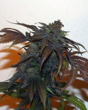 Chemonchello Regular Seeds