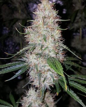 Chocolate Thainapple Regular Seeds