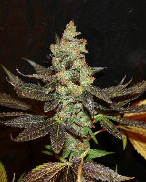 Citrus Valley Regular Seeds