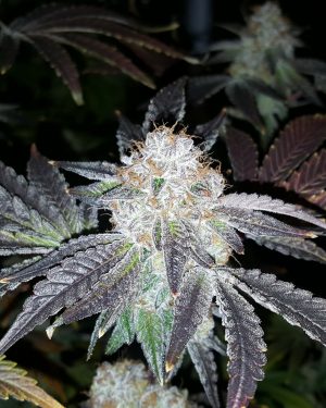 Crimson Cookies Regular Seeds