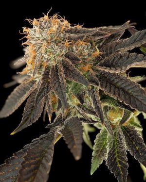 Pink Cookie Bliss Regular Seeds