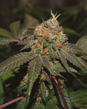 Purple Valley Cooks Regular Seeds
