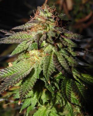 Rainbow Valley Regular Seeds