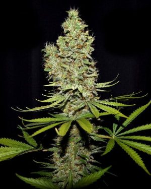 Terperella Feminised Seeds