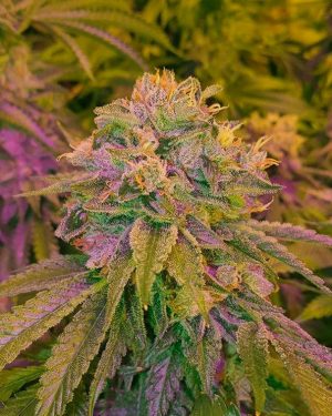 Tora Bora Cookies Regular Seeds