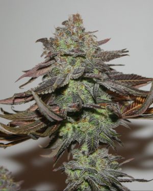 True Colours Regular Seeds