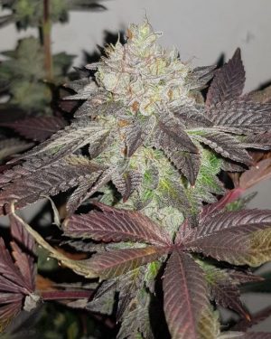 Comeback Kush (aka True Doh) Regular Seeds